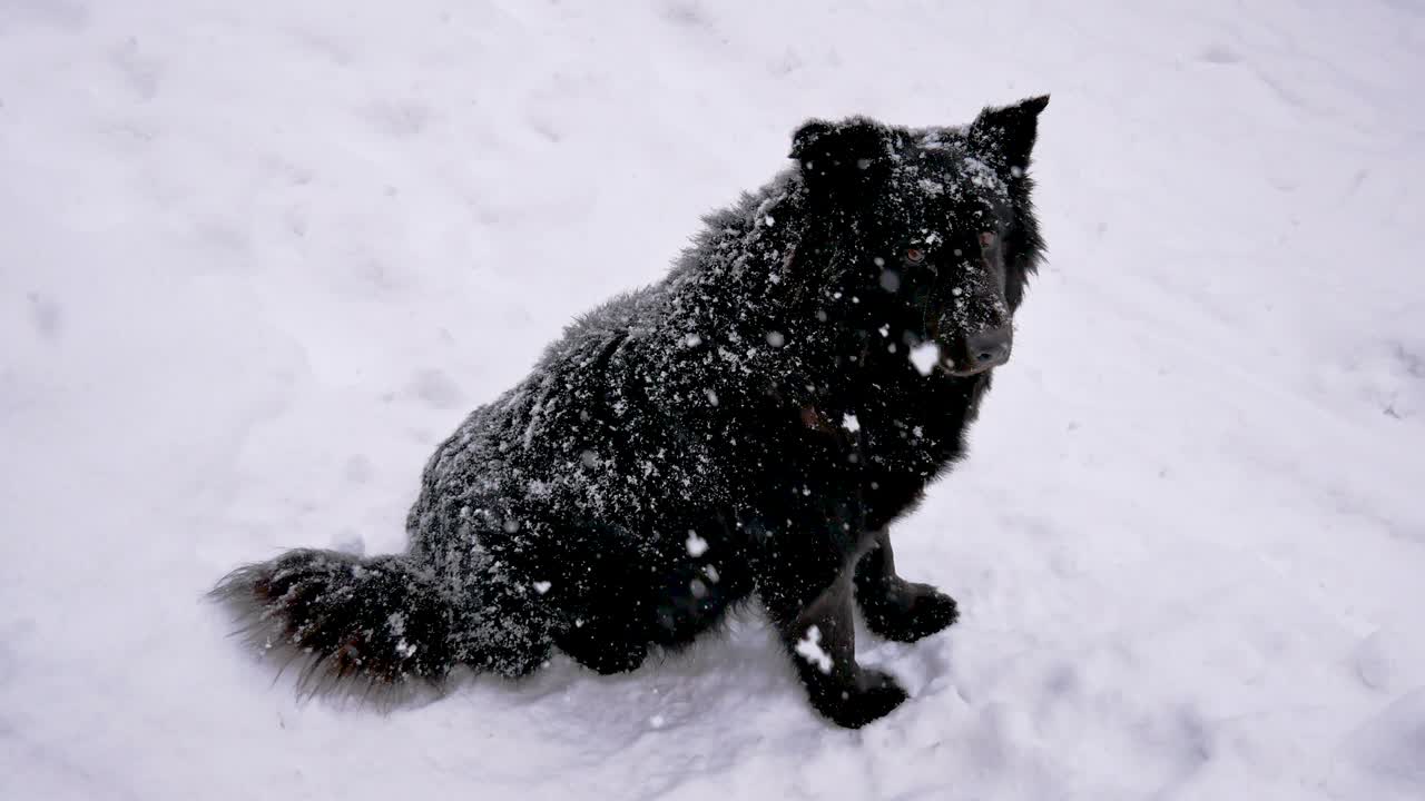 бездомная черная собака в зимнем снегопаде поворачивает голову и смотрит в камеру