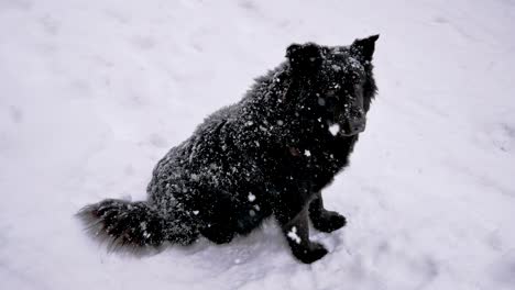 homeless black dog in winter snowfall turns his head and looks at the camera