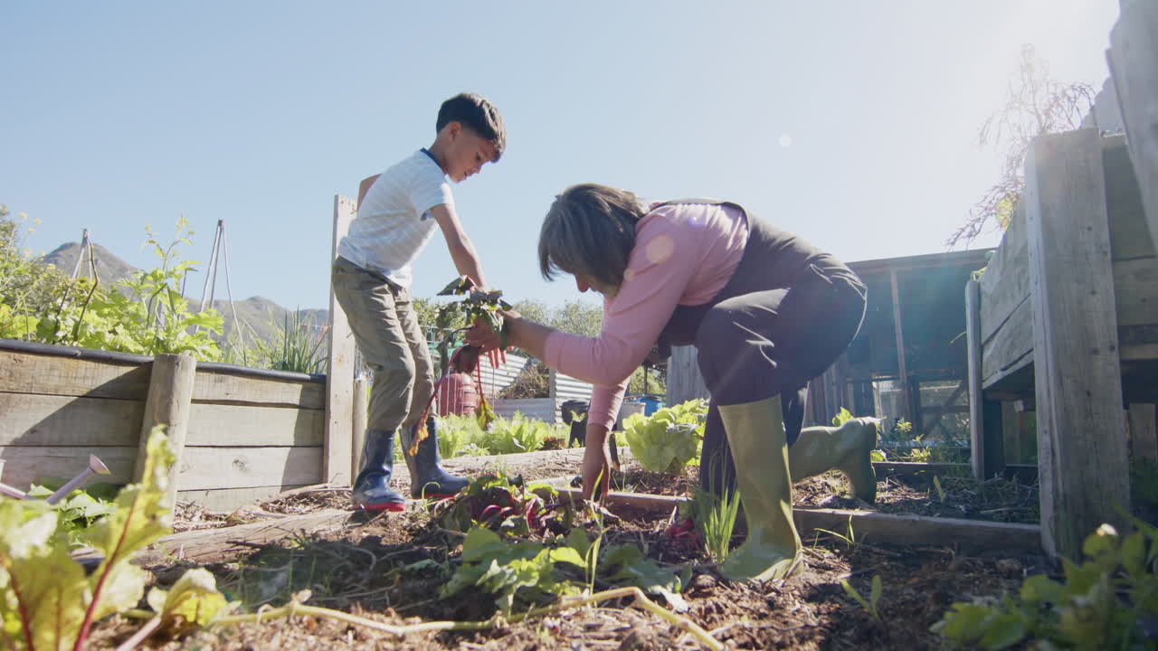 은 정원에서 채소를 채취하는 두 인종의 할머니와 손자, 느린 동작