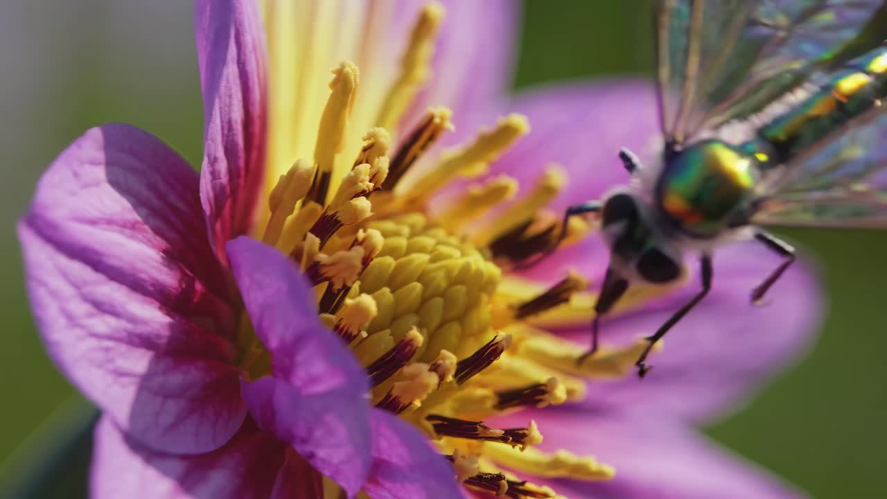 Close-up video of a vibrant flower with a metallic insect. Captured from a side angle
