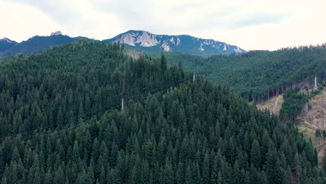 vegetation on beautiful hasmas mountains in the carpathian mountain range in romania at daytime