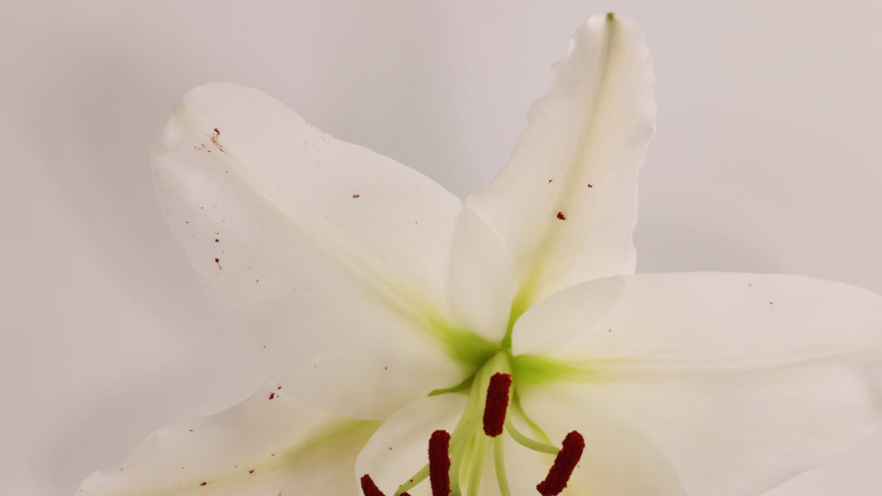 A white lily flower spins gracefully against a soft, neutral background, highlighting its delicate petals and vibrant stamens