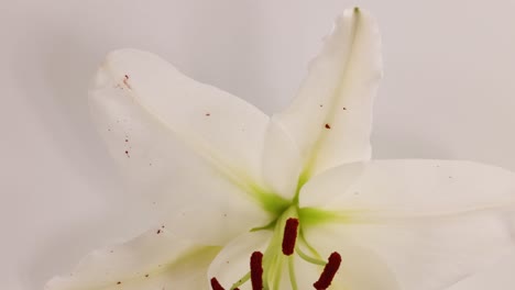 a white lily flower spins gracefully against a soft, neutral background, highlighting its delicate petals and vibrant stamens