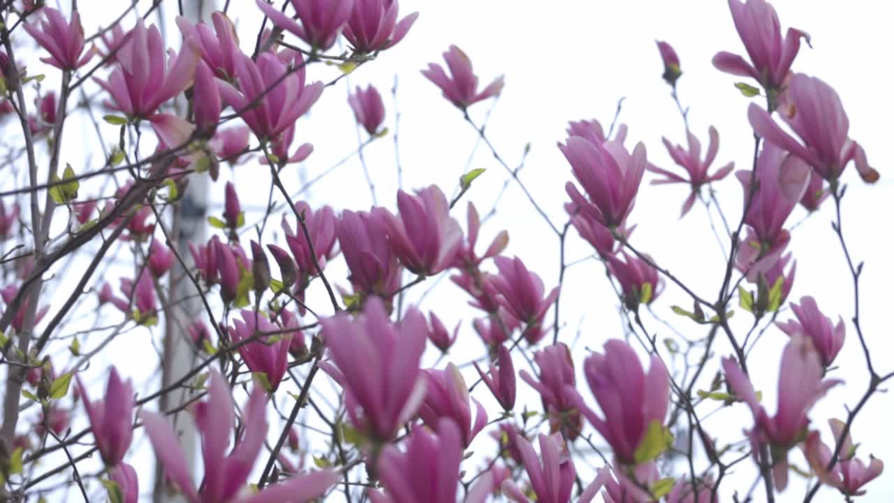 Blossoming Of Beautiful Pink Magnolia Flowers In Springtime Aginst The White Background. - mediums shot