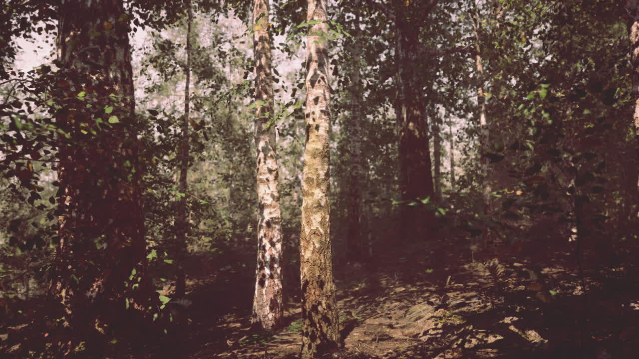 la luz del sol fluye a través de un exuberante bosque de abedules