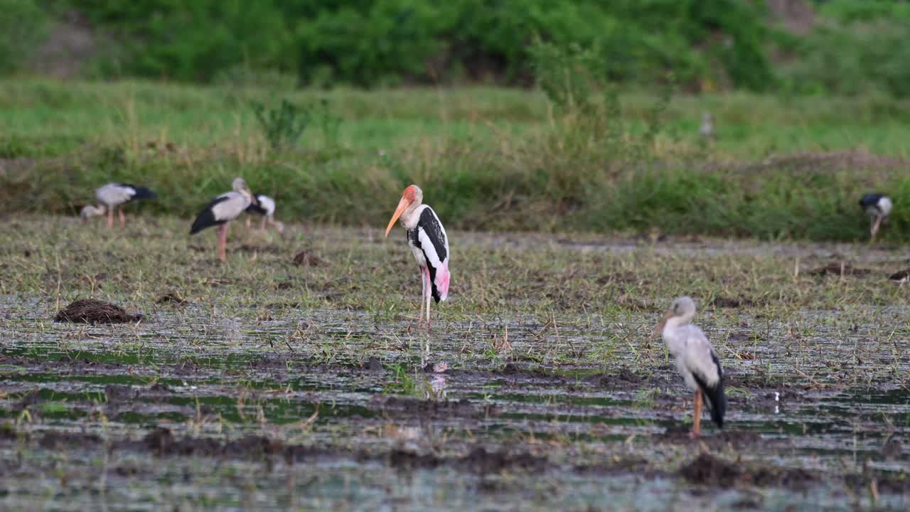 cigüeña pintada, mycteria leucocephala, tailandia, visto en medio de un arrozal fangoso mirando hacia la izquierda durante una tarde ventosa