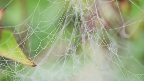 Moving-macro-shot-along-spider-web-with-water-droplets-span-across-flowers-and-grass-in-the-garden-nature