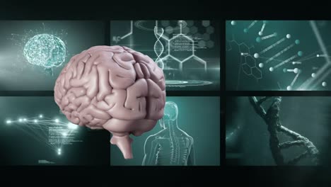 Animation-of-3D-rotating-brain-with-scientist-screens