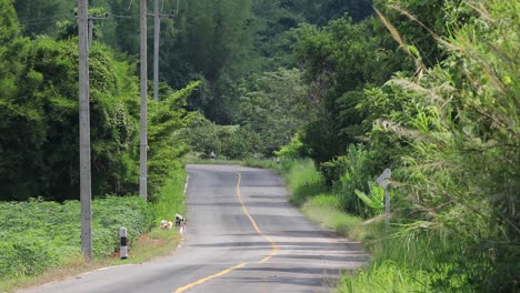 4k-Perros-Callejeros-Caminando-Por-Una-Carretera-Rural-En-Tailandia-En-Un-Caluroso-Día-Soleado-Con-Plantaciones-Verdes