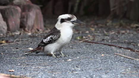 kookaburra entre árboles en el patio trasero 4k uhd