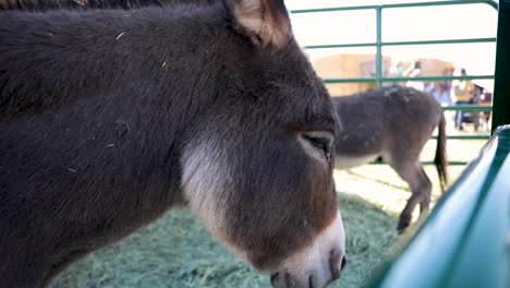 cerca de burro marrón en el recinto de un zoológico de contacto