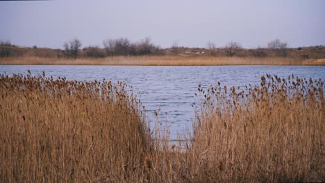 Gewässer-Aus-Einer-Schilfgruppe