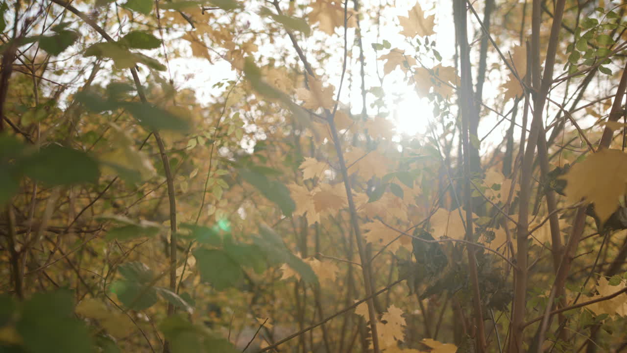 la luz del atardecer atraviesa los árboles mientras el otoño - las hojas de otoño se balancean en el viento, en cámara lenta