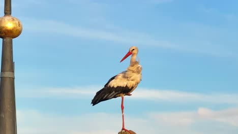 white stork standing on a pole