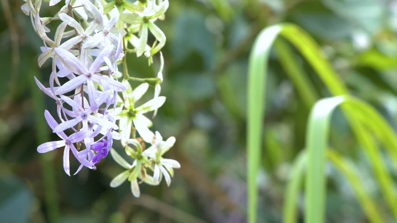 Nærbillede af lilla kransvinblomster, der svajer blidt i et frodigt tropisk havemiljø.