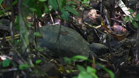 Resting-at-the-spot-where-it-ate-a-mushroom-satisfied-and-looking-around-then-turns-around-to-move-away,-Asian-Forest-Tortoise,-Manouria-emys,-Kaeng-Krachan-National-Park,-Thailand