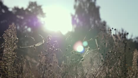 Spinnennetz-Auf-Trockenen-Pflanzen-Mit-Verschwommenem-Sonnenaufgangshintergrund-Im-Sommer-In-Rogowko,-Polen