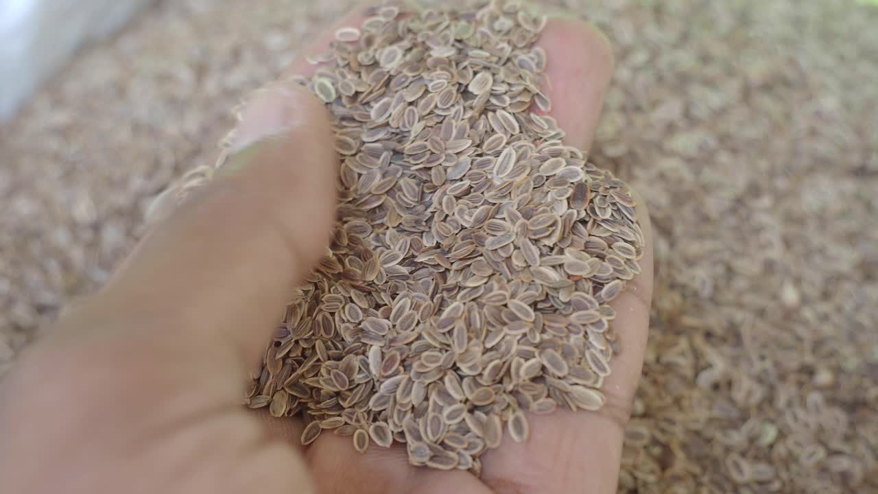 Dill Seeds in Hand