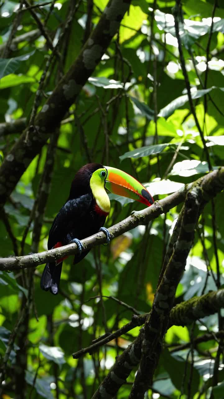 Close-up video of a vibrant toucan perched on a branch, shot from a low ...