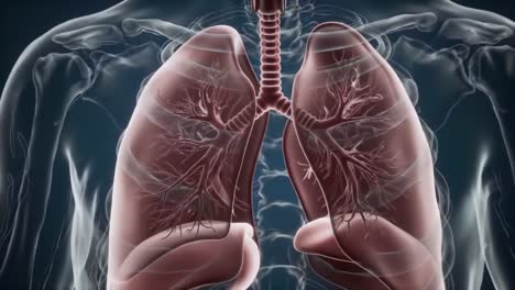 anatomical illustration featuring detailed structures of the human lungs, showcasing their functionality and role in respiration