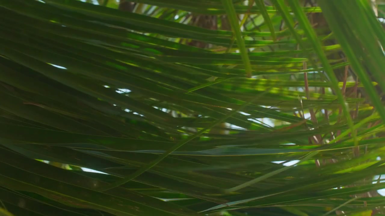Hojas de palma tropicales susurrando suavemente con el viento, isla exótica, poca profundidad de campo