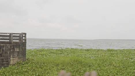 el musgo de río africano, tanneermukkam bund, terraplén y musgo, salvinia molesta