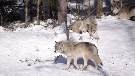 timberwolf rack focus from tree to wolf walking near sleepy pack winter sunny day