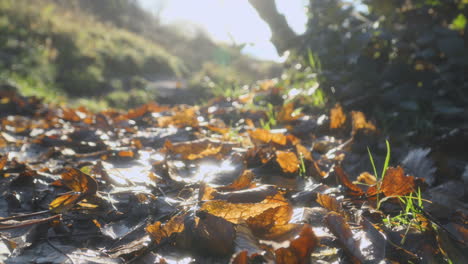 Leaf-litter-close-up-on-bright-autumn-early-morning-on-woodland-path