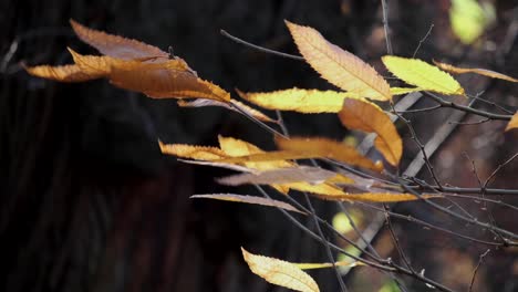 a strong winter wind blowing through the dancing leaves in an english woodland