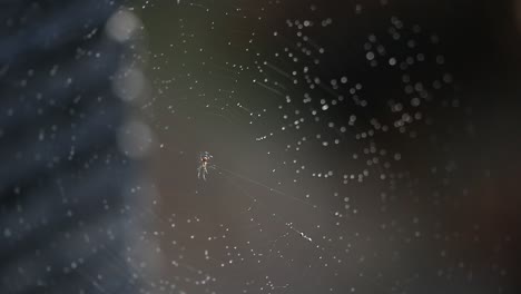 spiderweb gets splashed with water in the garden