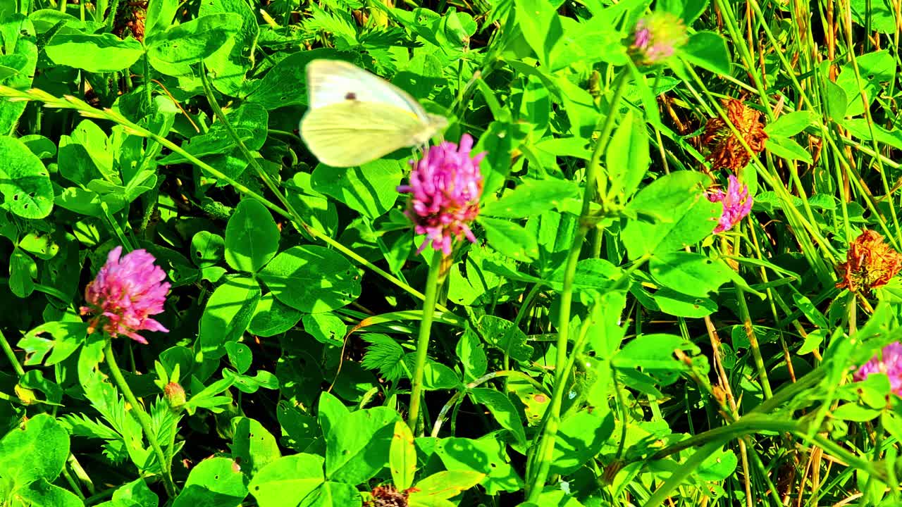 White small butterfly on wild grass. Butterfly perched on pink flowers in the garden. Video of insects