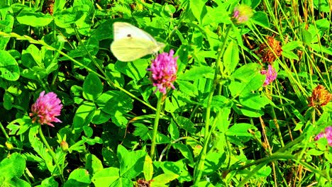 white small butterfly on wild grass. butterfly perched on pink flowers in the garden. video of insects