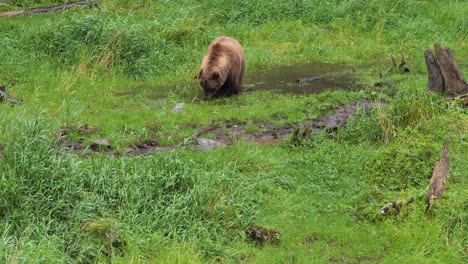 Oso-Pardo-Comiendo-Hierba-En-Un-Pequeño-Estanque,-Alaska