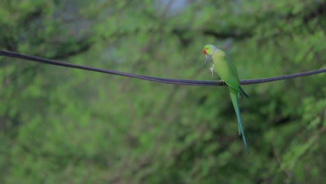 rose ringed parakeet eating purple thistle on wire