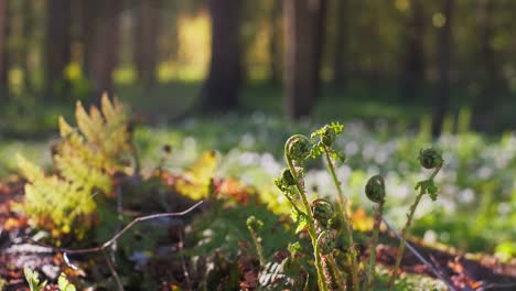 spirals of young shoots of an ostrich fern in the backlight close-up. spring in scandinavia, sunny evening light in spring pine forest. footage 4k video, selective soft focus on the fern.