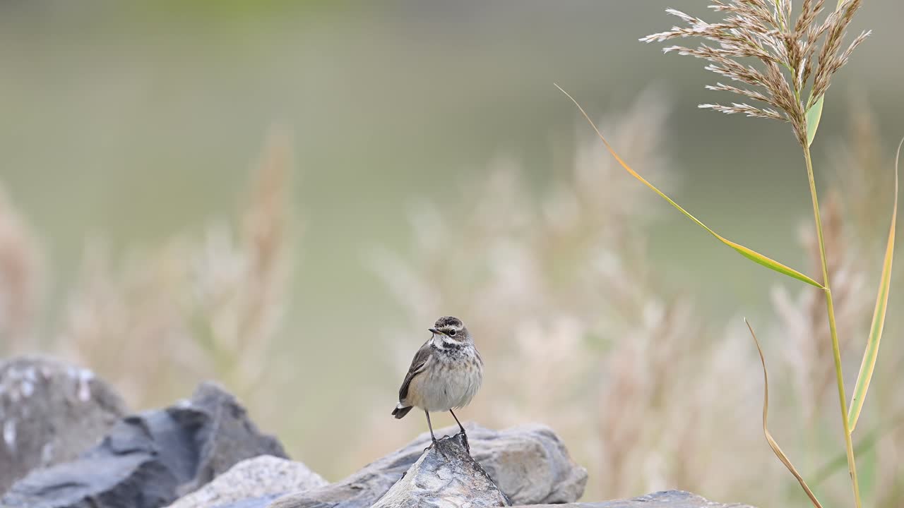 아름다운 새인 블루터로트 (bluethroat)