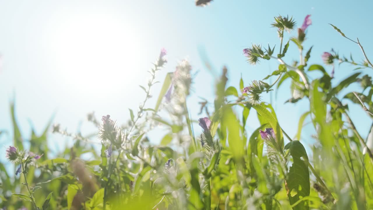 꿀벌은 밝은 햇빛과 푸른 하늘을 배경으로 보라색 야생화에서 꿀을 모으고 낮은 각도로 봅니다.