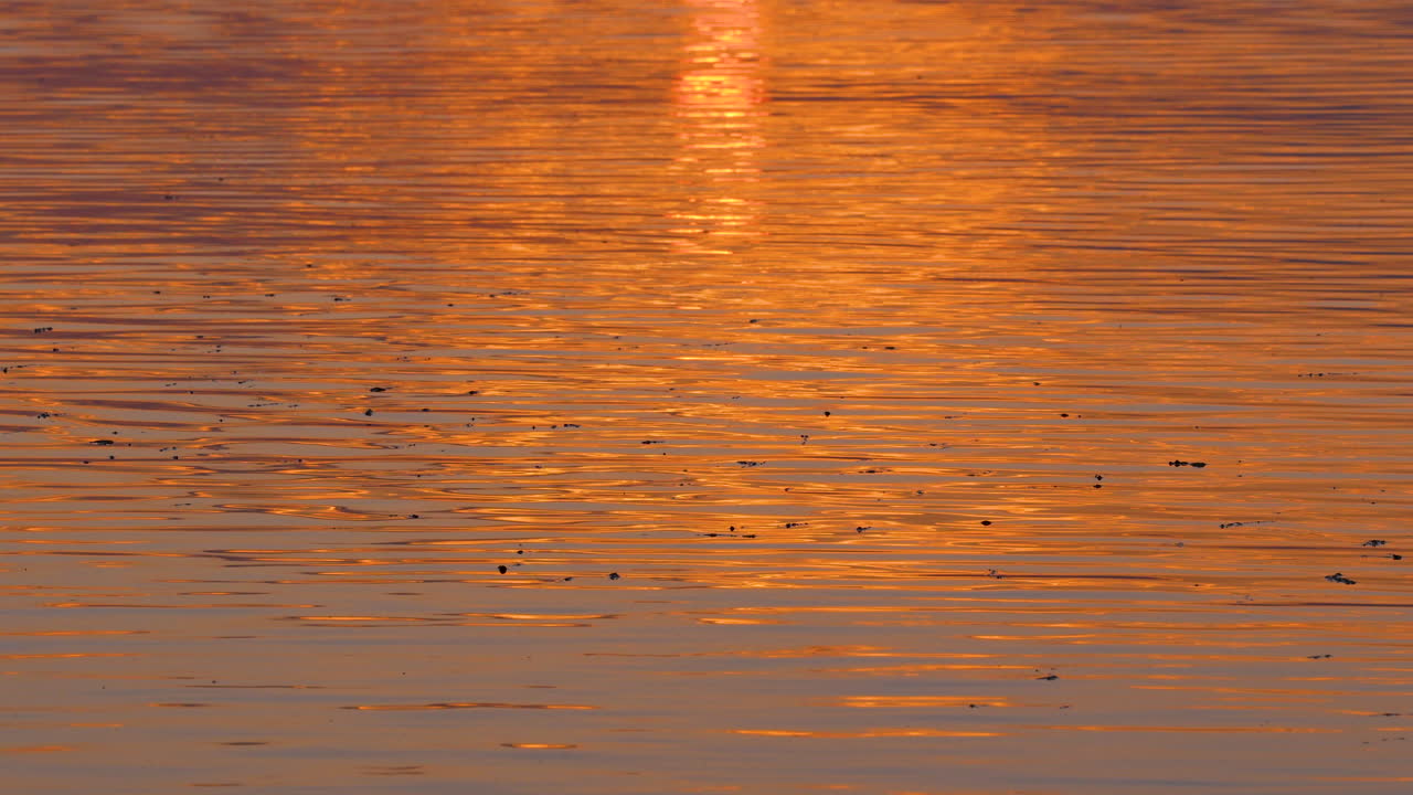 Golden sunrise light reflects on gentle ripples of water, creating a glowing surface