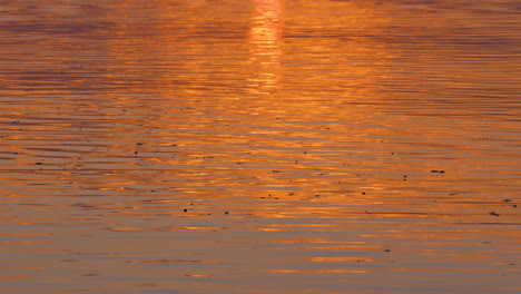 golden sunrise light reflects on gentle ripples of water, creating a glowing surface