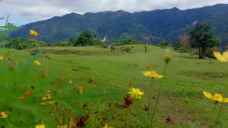 Ambient-motion-of-yellow-cosmos-flowers-swaying-in-the-breeze-with-the-cows-grazing-in-the-distant-green-hills-in-the-background,-peaceful-springtime-cottagecore-aesthetic