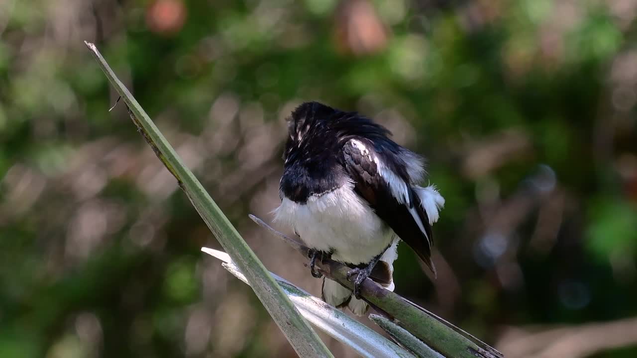 la urraca-robin oriental es un ave paseriforme muy común en tailandia en la que se puede ver en cualquier lugar