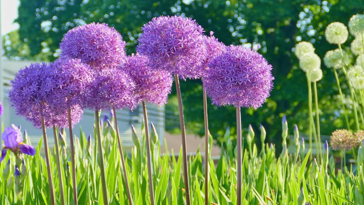 flores de allium cercanas con cabeza de forma redonda