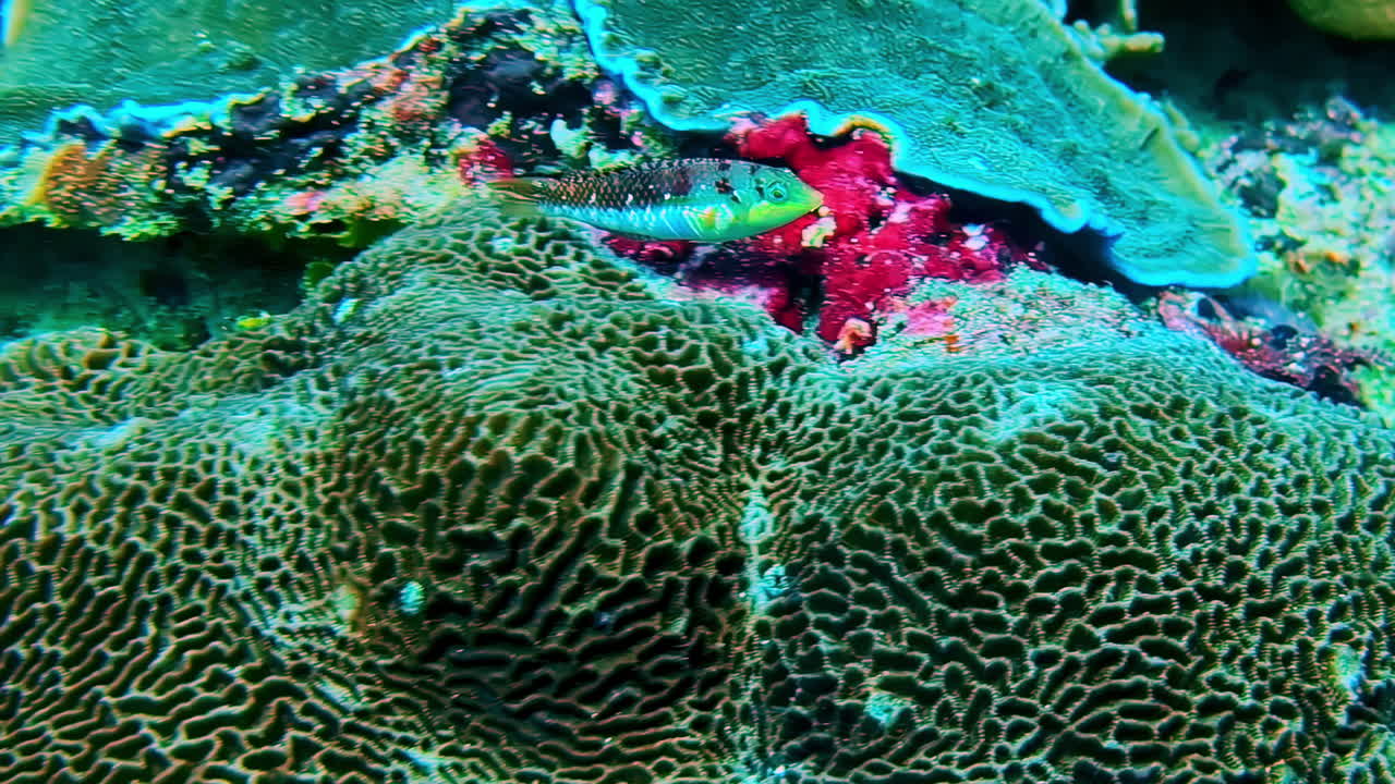 A close-up underwater photograph from a Bali scuba dive reveals a small, colorful wrasse swimming over the intricate, maze-like patterns of a large brain coral on a vibrant reef.