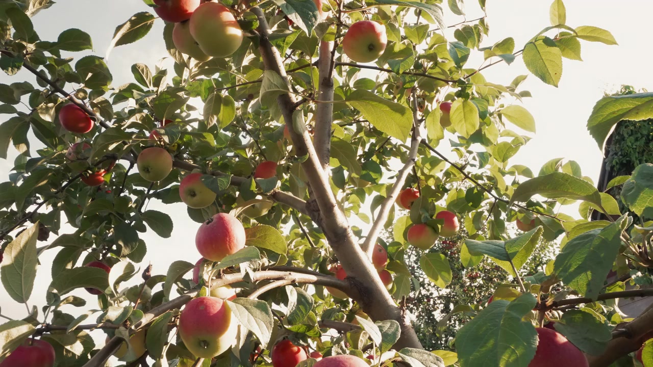 Primer plano de manzanas maduras en una rama de árbol bajo la luz del sol