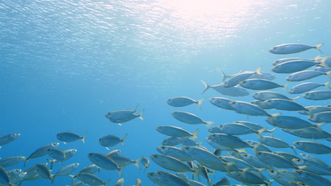 쿠라카오 주변의 카리브 해의 산호초에서 먹이 공