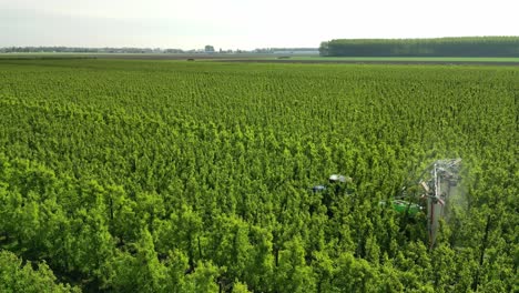 un jardinero conduce a través de su huerto de peras y rocia productos de protección de cultivos