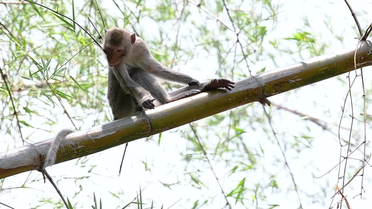 los macacos de cola larga son los monos más fáciles de encontrar en tailandia, ya que están presentes en complejos de templos, parques nacionales e incluso pueblos y ciudades