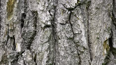 Lots-of-ants-co-working-at-a-old-oak-tree-trunk