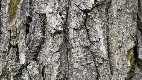 Lots of ants co-working at a old oak tree trunk