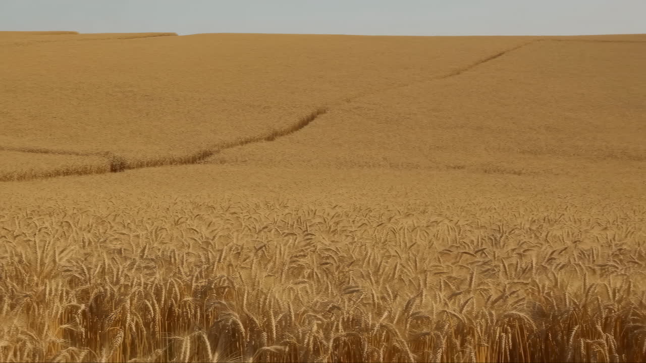 Campo de trigo dorado meciéndose suavemente con el viento